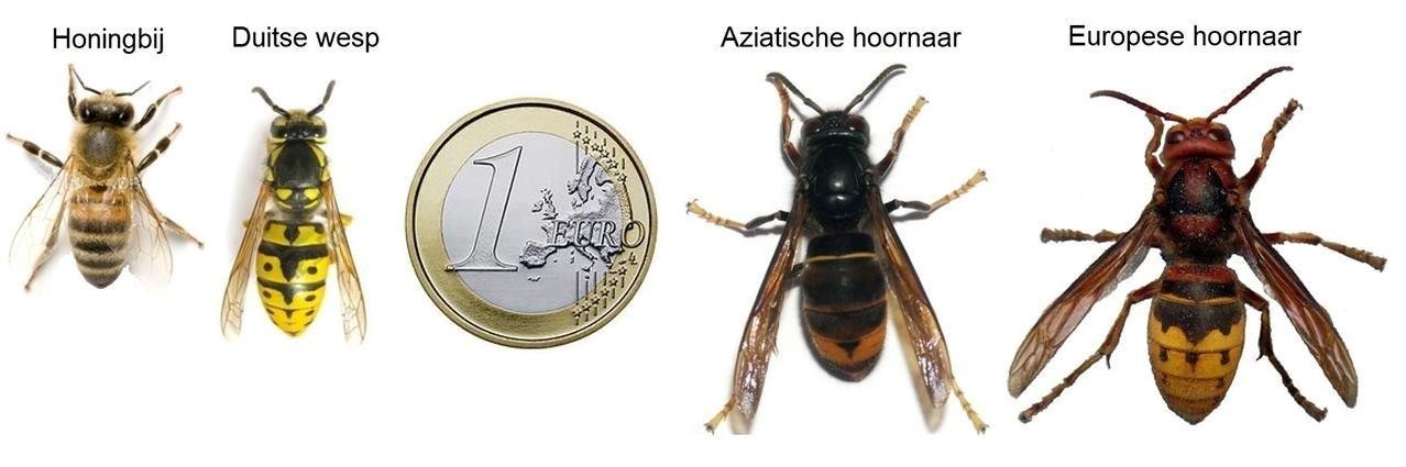 Aziatische hoornaar