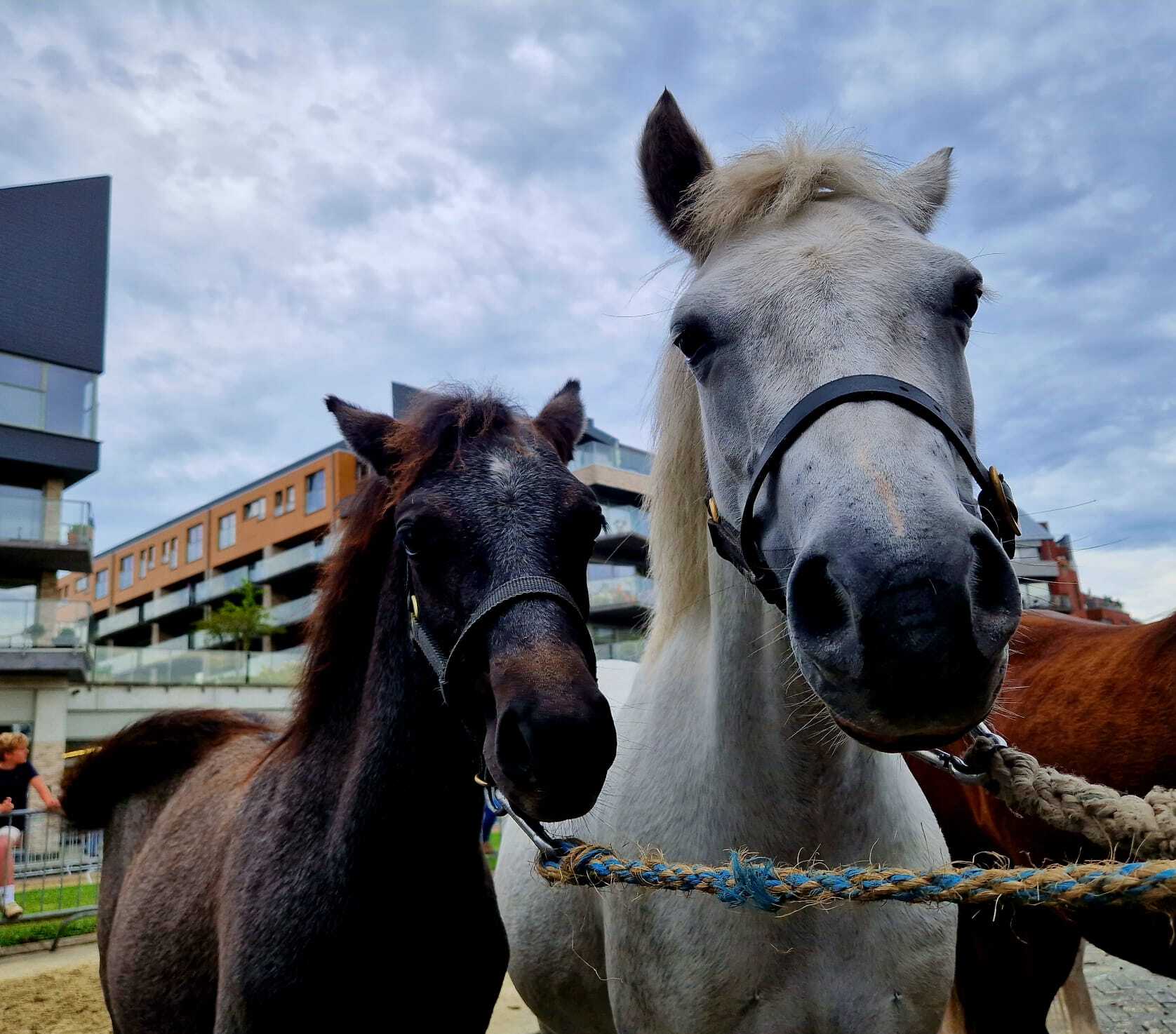 prijskamp paarden jaarmarkt ninove