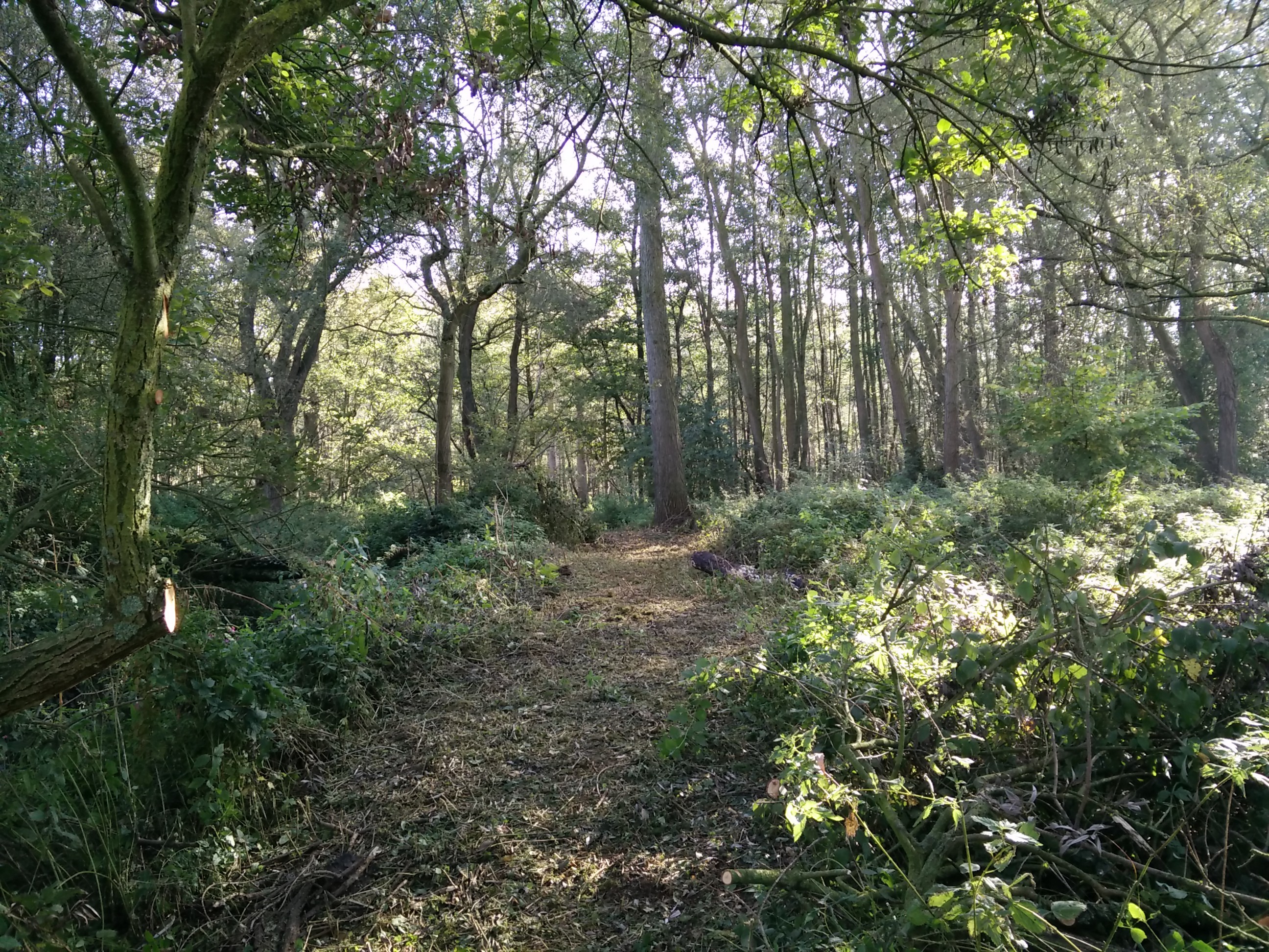 foto wandelpadje