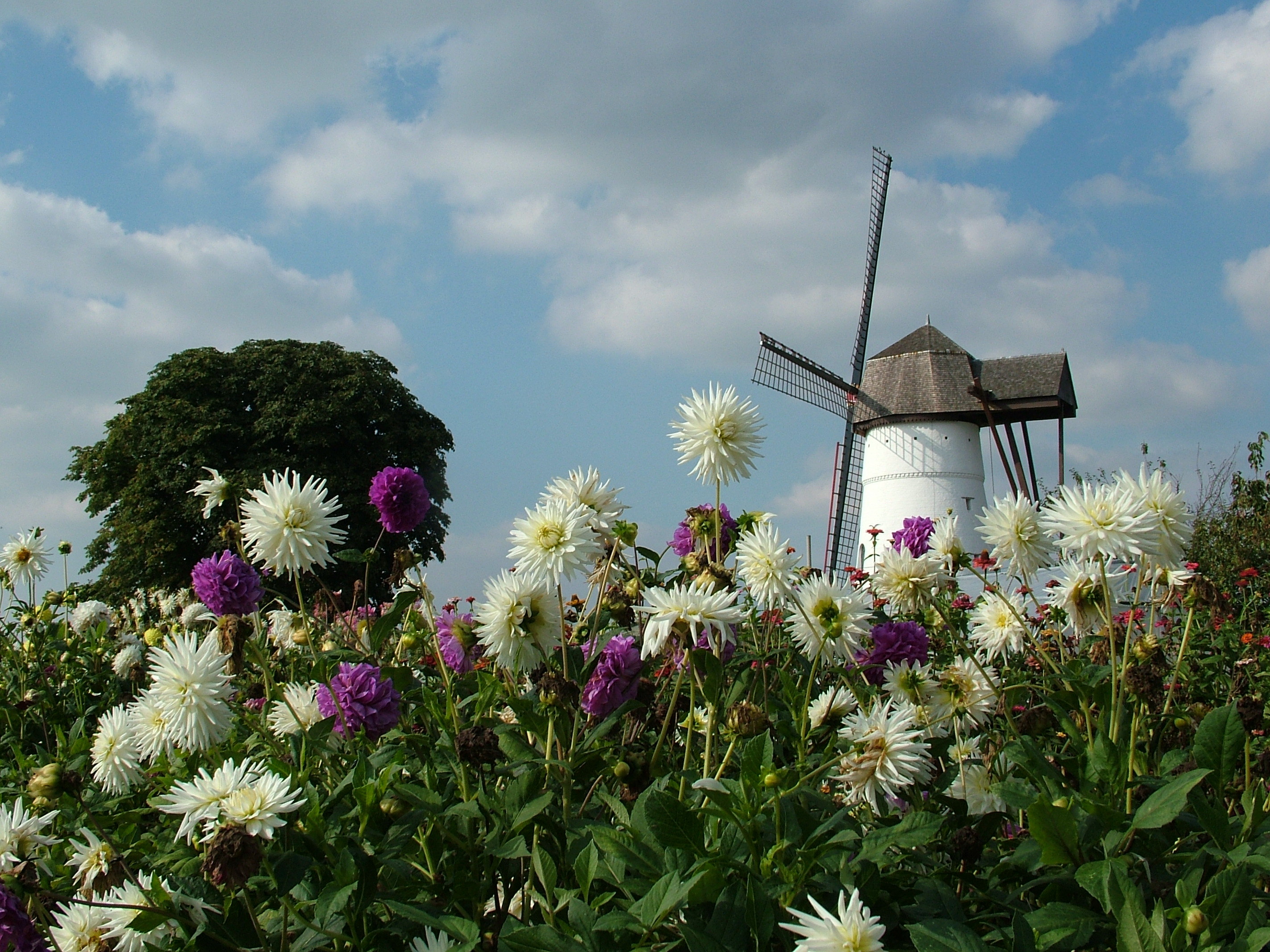 Molen ter Zeven Wegen Denderwindeke