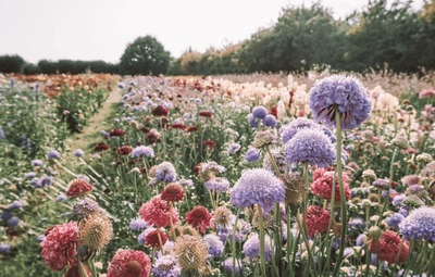 Bloemschikken thema kerst