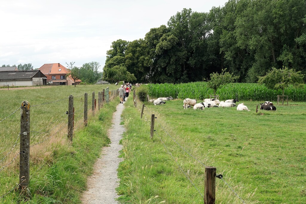 Wandeling in en om Lieferinge op zondag 17 juli 2023 (11)