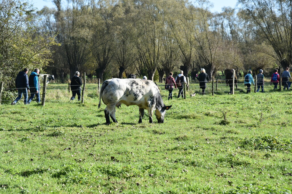 Herfstwandeling Meerbeke 24 okt 2021 (4)