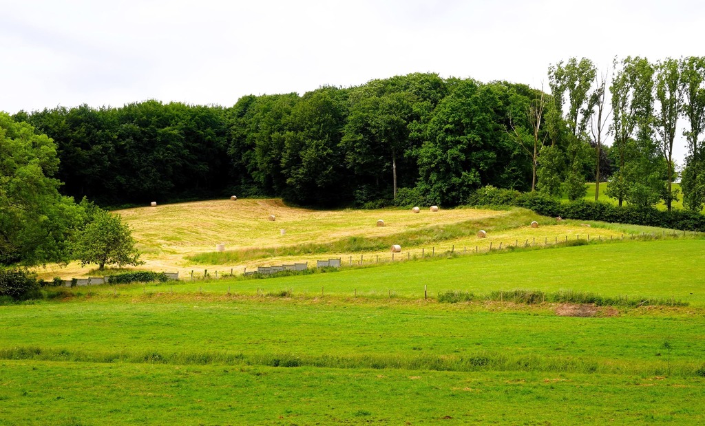 Lentewandeling in en om het Neigembos_25 mei 2025 (15)