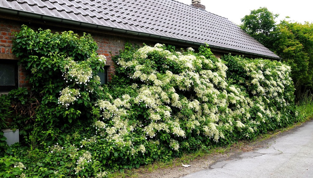 Lentewandeling in en om het Neigembos_25 mei 2025 (17)