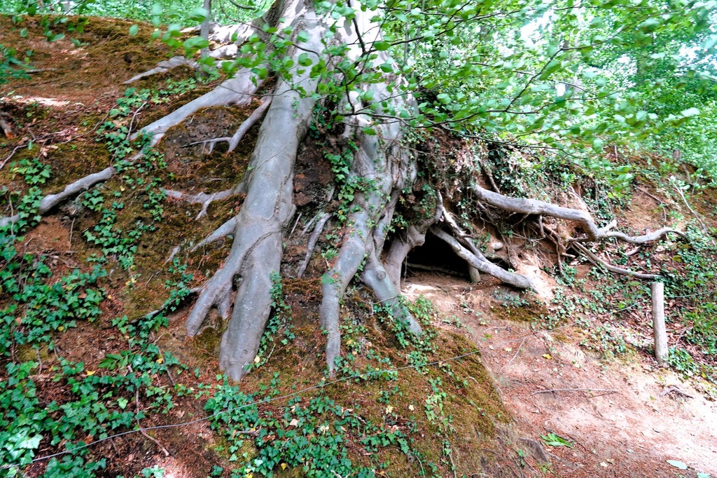 Lentewandeling in en om het Neigembos_25 mei 2025 (5)