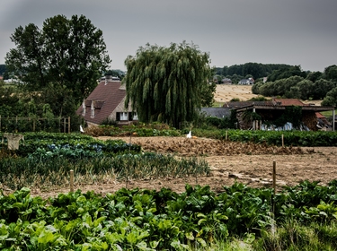 Meerbeke, hoendersveld, moestuintjes