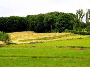 Lentewandeling in en om het Neigembos_25 mei 2025 (15)