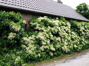 Lentewandeling in en om het Neigembos_25 mei 2025 (17)